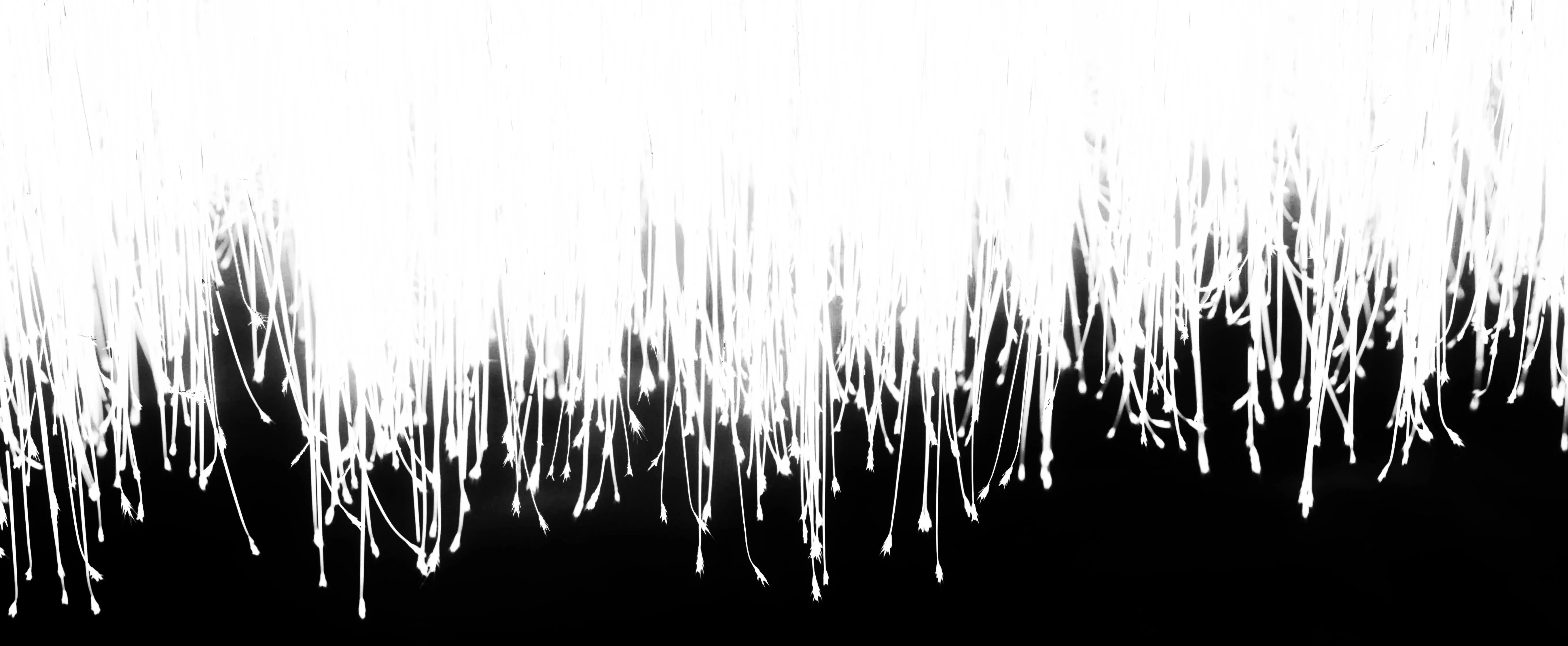 monochrome grass